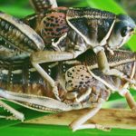 Podcast 80- St. Patrick’s Day Dueling Grasshoppers!