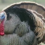 Podcast 110- Revel Stoke Flavored Whiskies and Thanksgiving-in-a-Glass